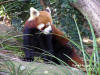 Sydney - Taronga ZOO - Panda Rosso